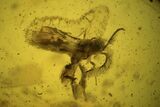 Fossil Fly (Diptera) In Baltic Amber #109513-2